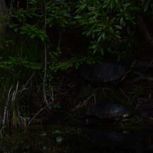 Meet your Posher, Virginia